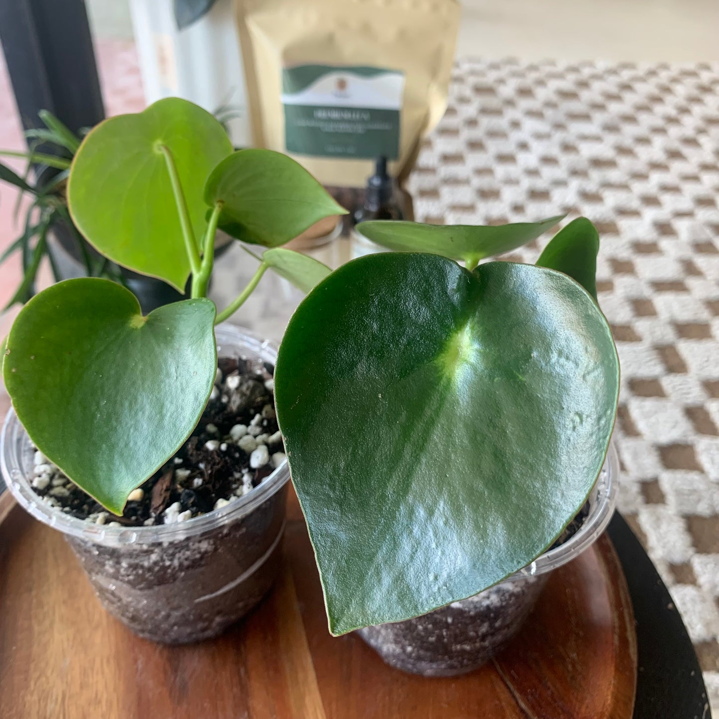 Raindrop Peperomia