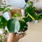 Raindrop Peperomia