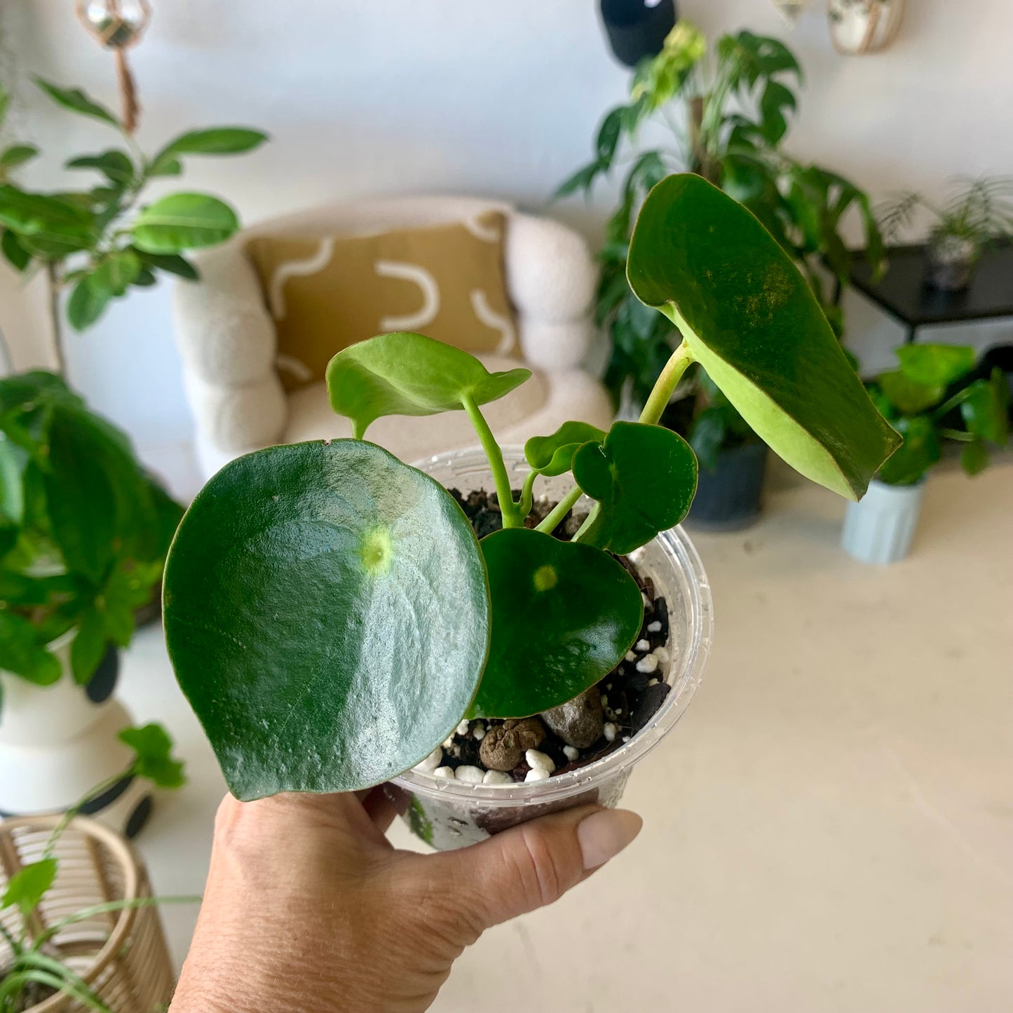 Raindrop Peperomia