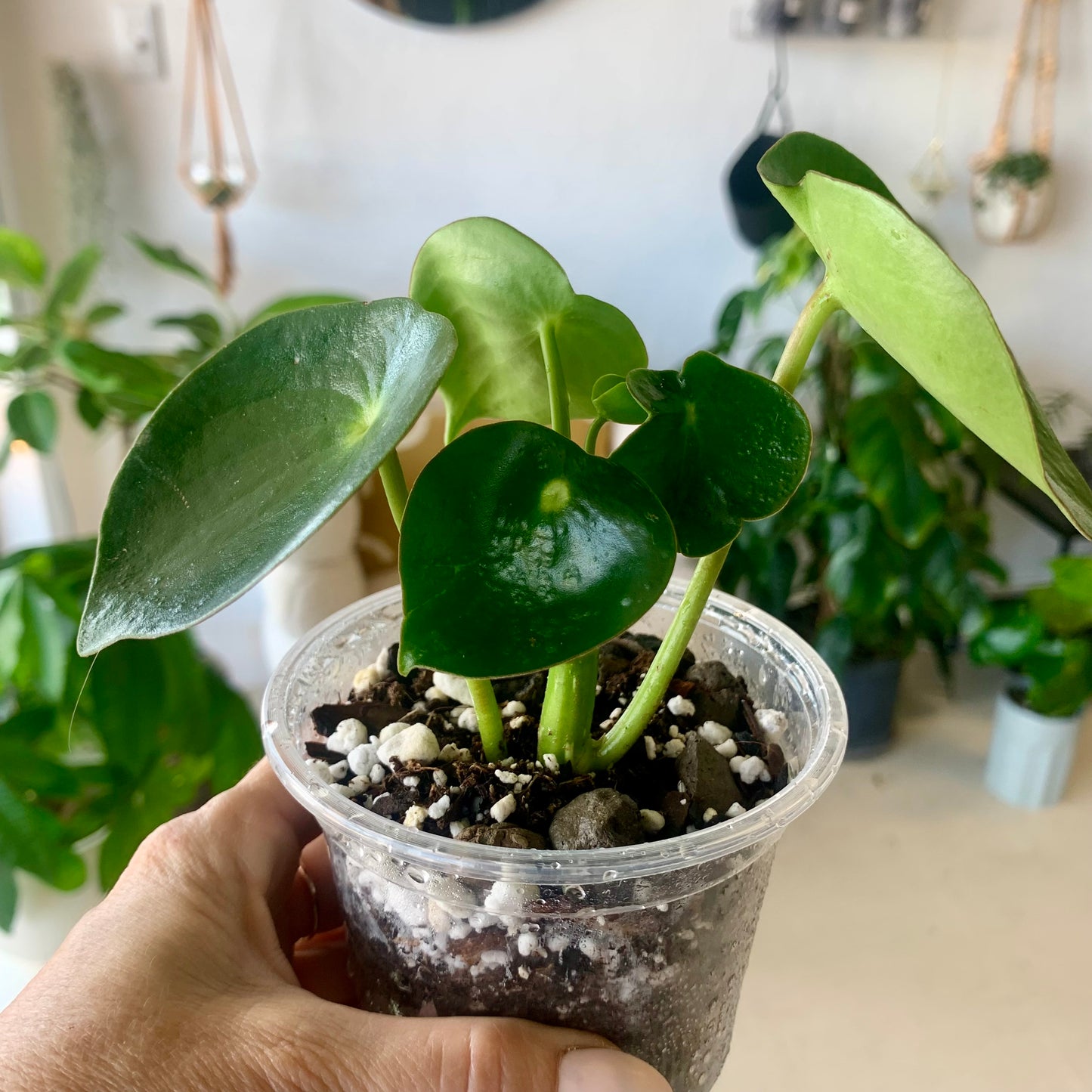 Raindrop Peperomia