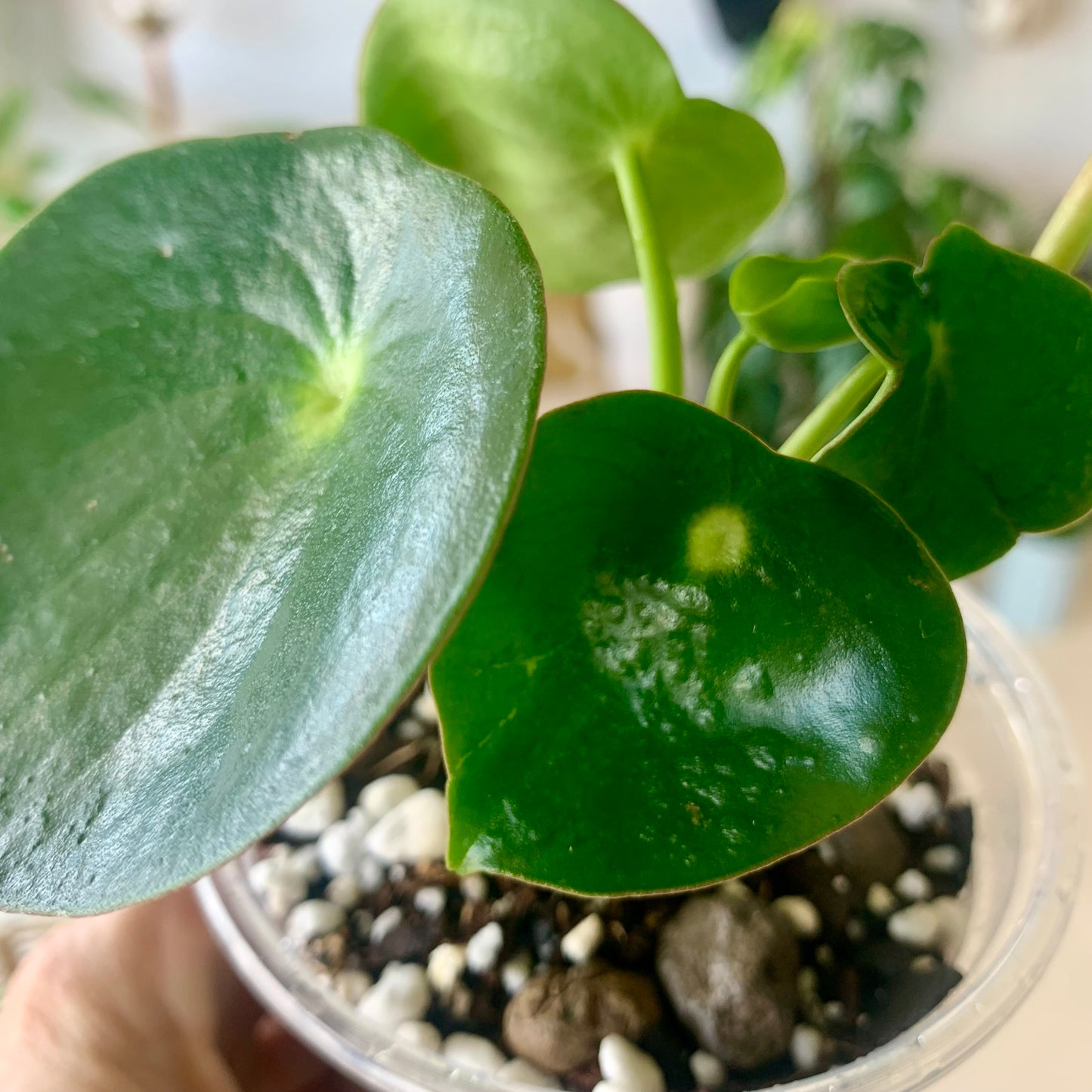 Raindrop Peperomia