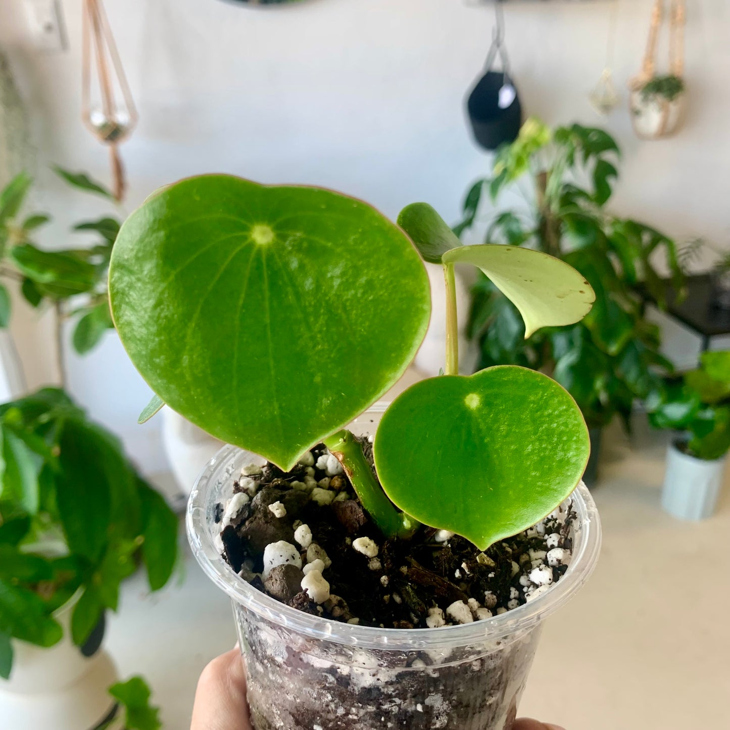 Raindrop Peperomia