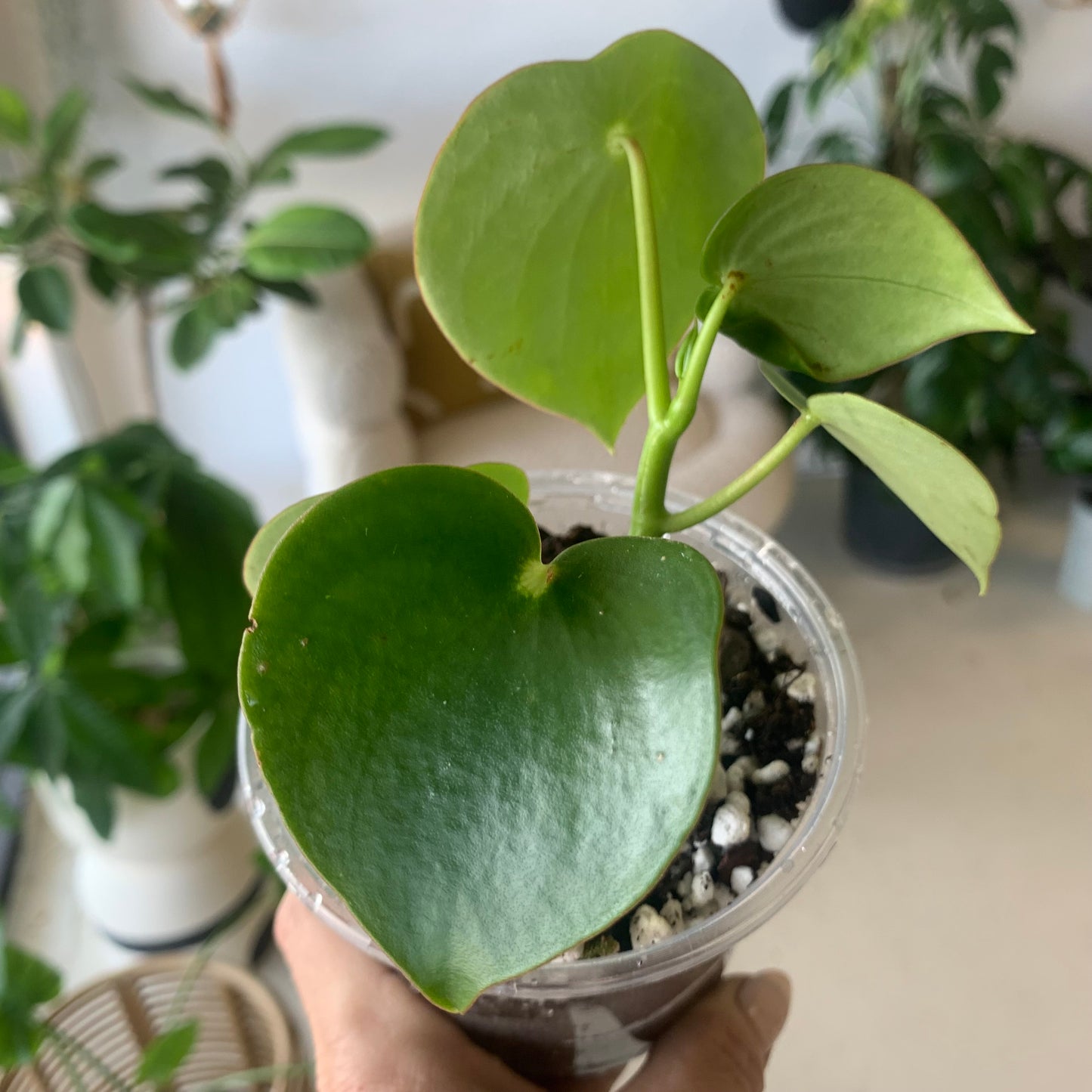 Raindrop Peperomia