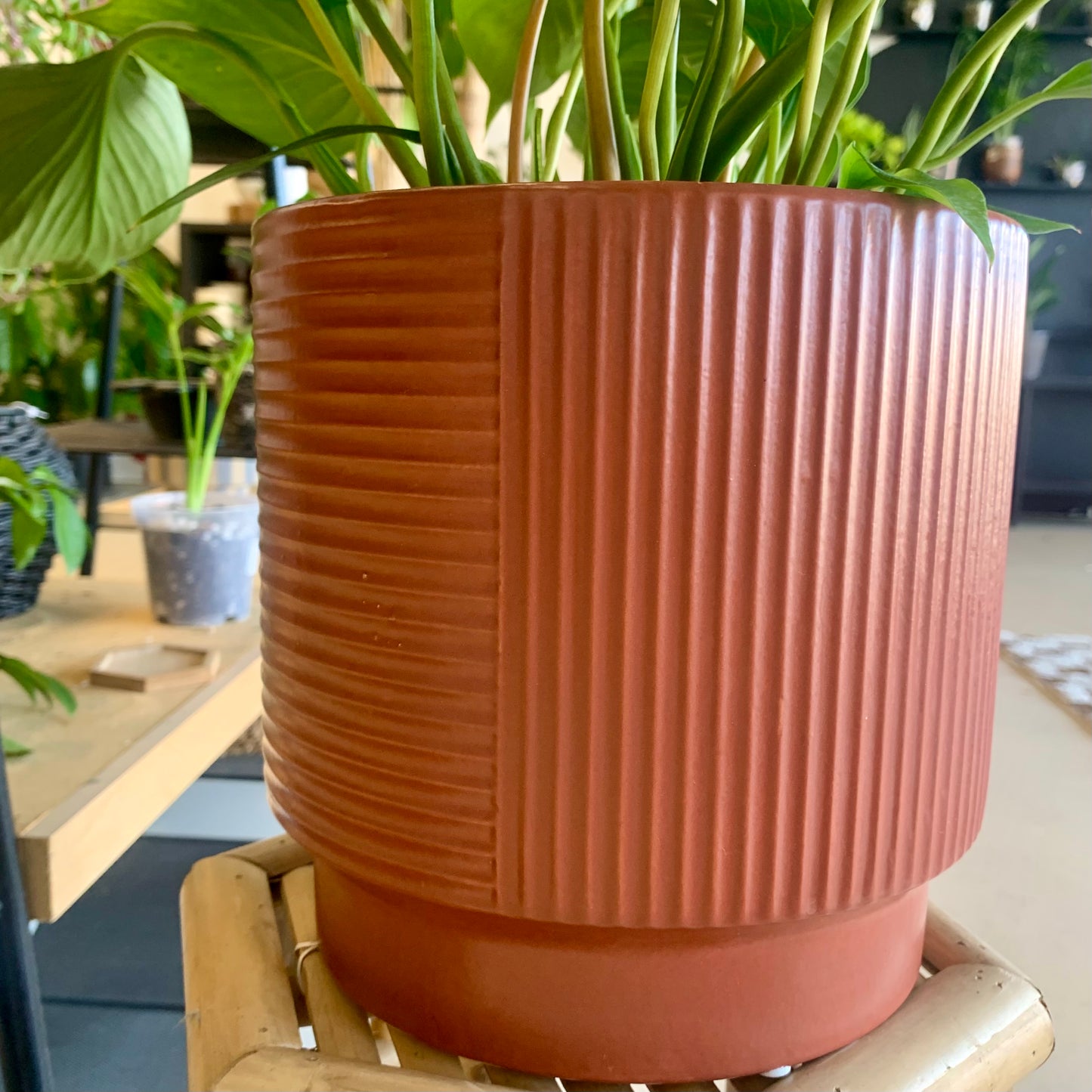 Soren Planter