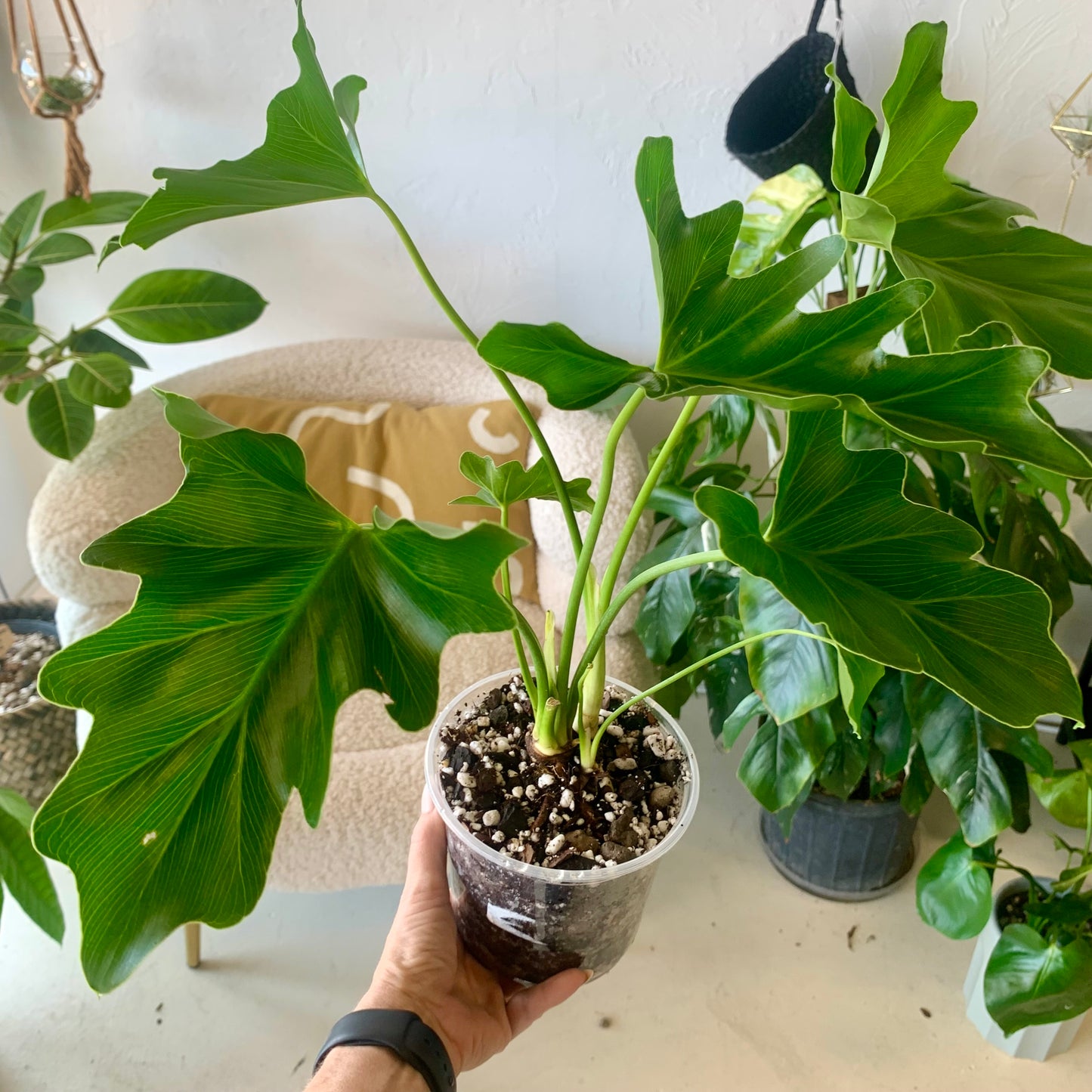 Lickety Split Philodendron