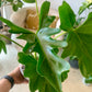 Lickety Split Philodendron