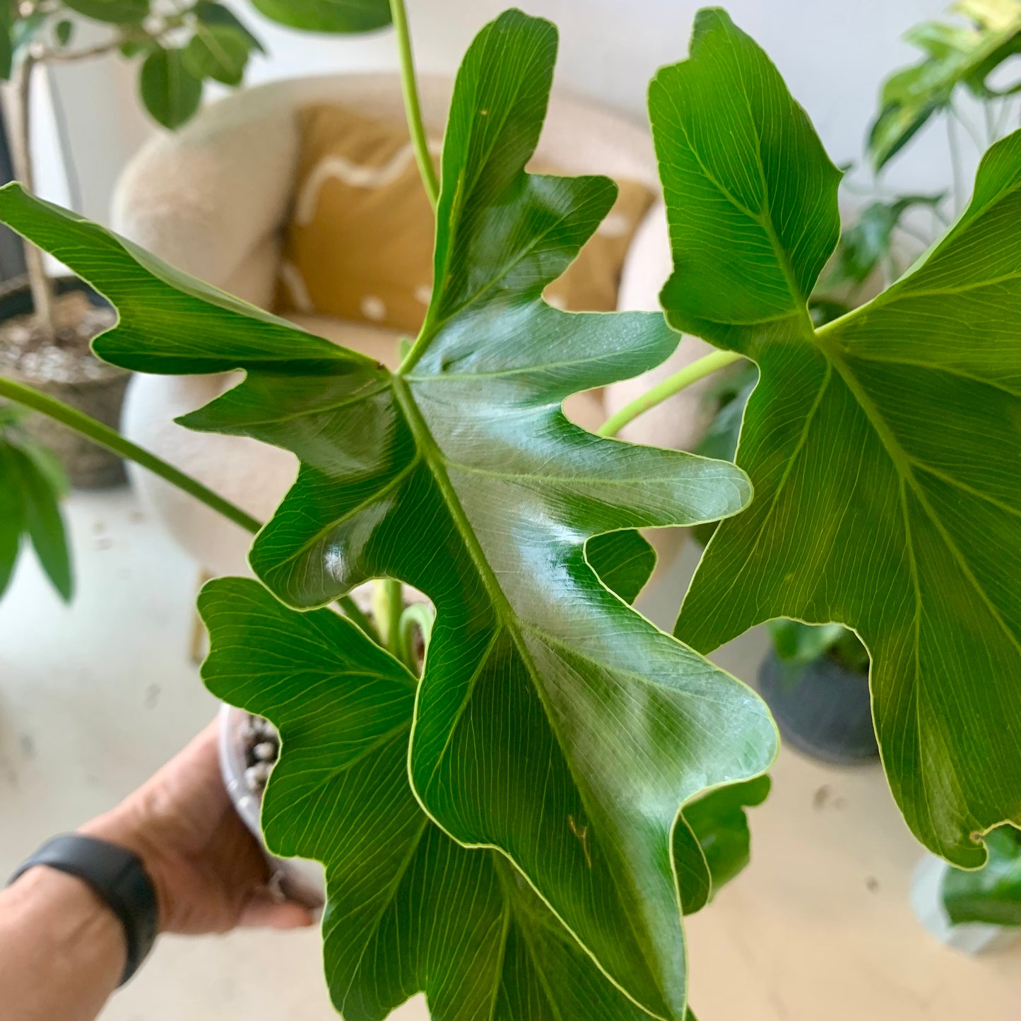 Lickety Split Philodendron