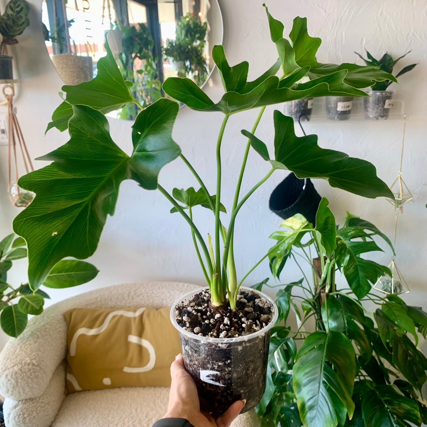 Lickety Split Philodendron