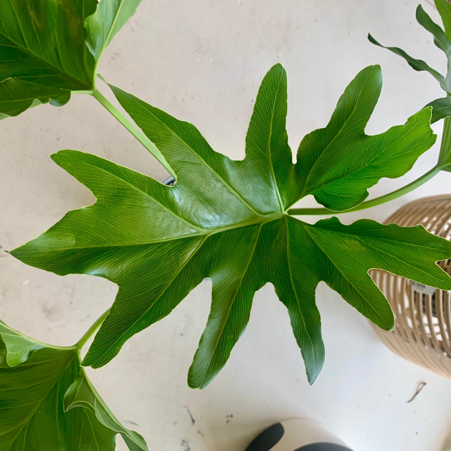 Lickety Split Philodendron