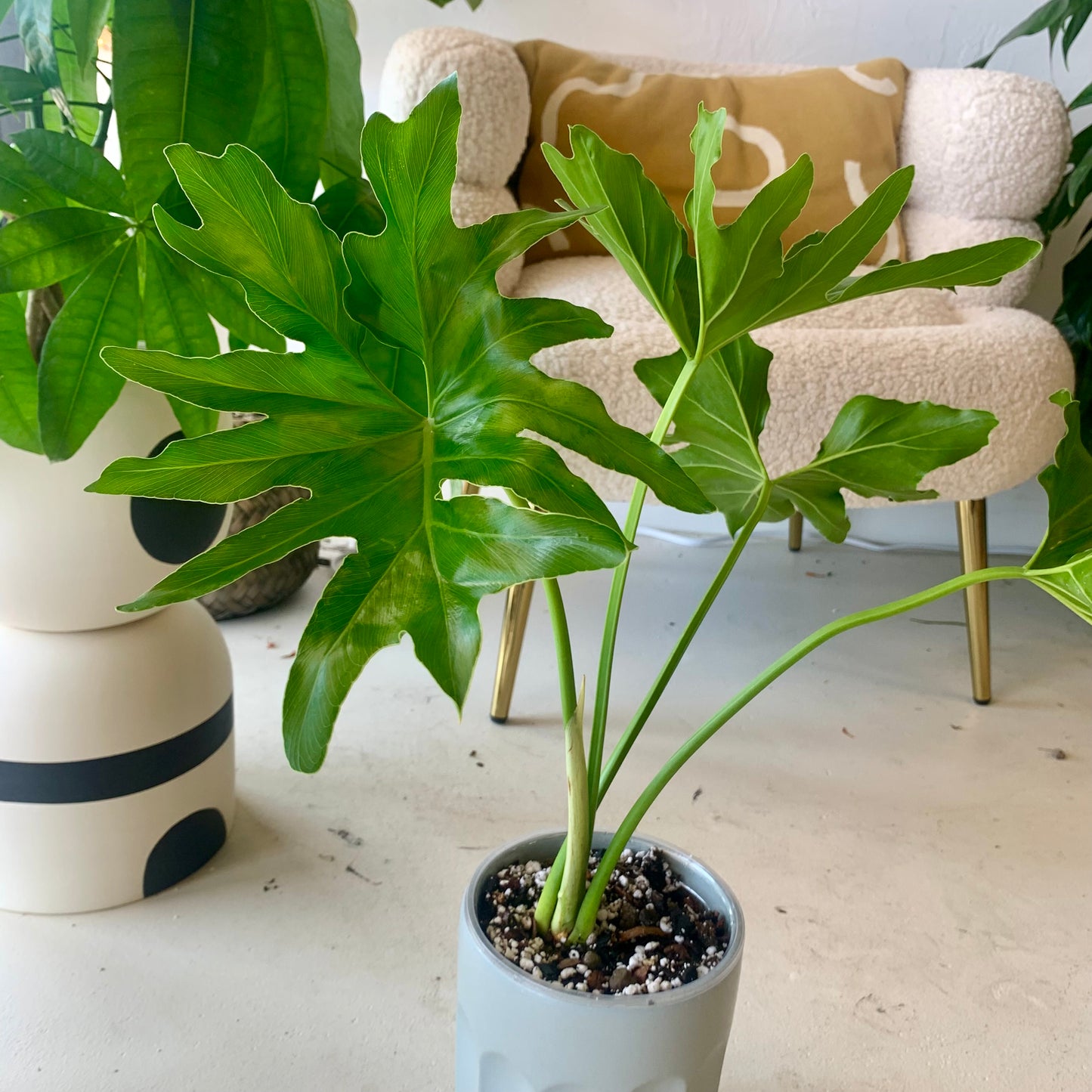 Lickety Split Philodendron