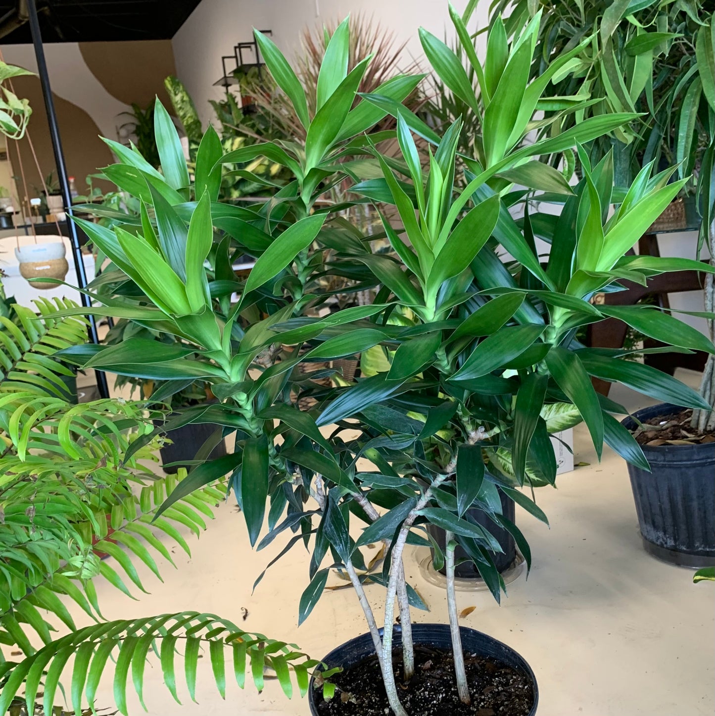 dracaena reflexa pleomele