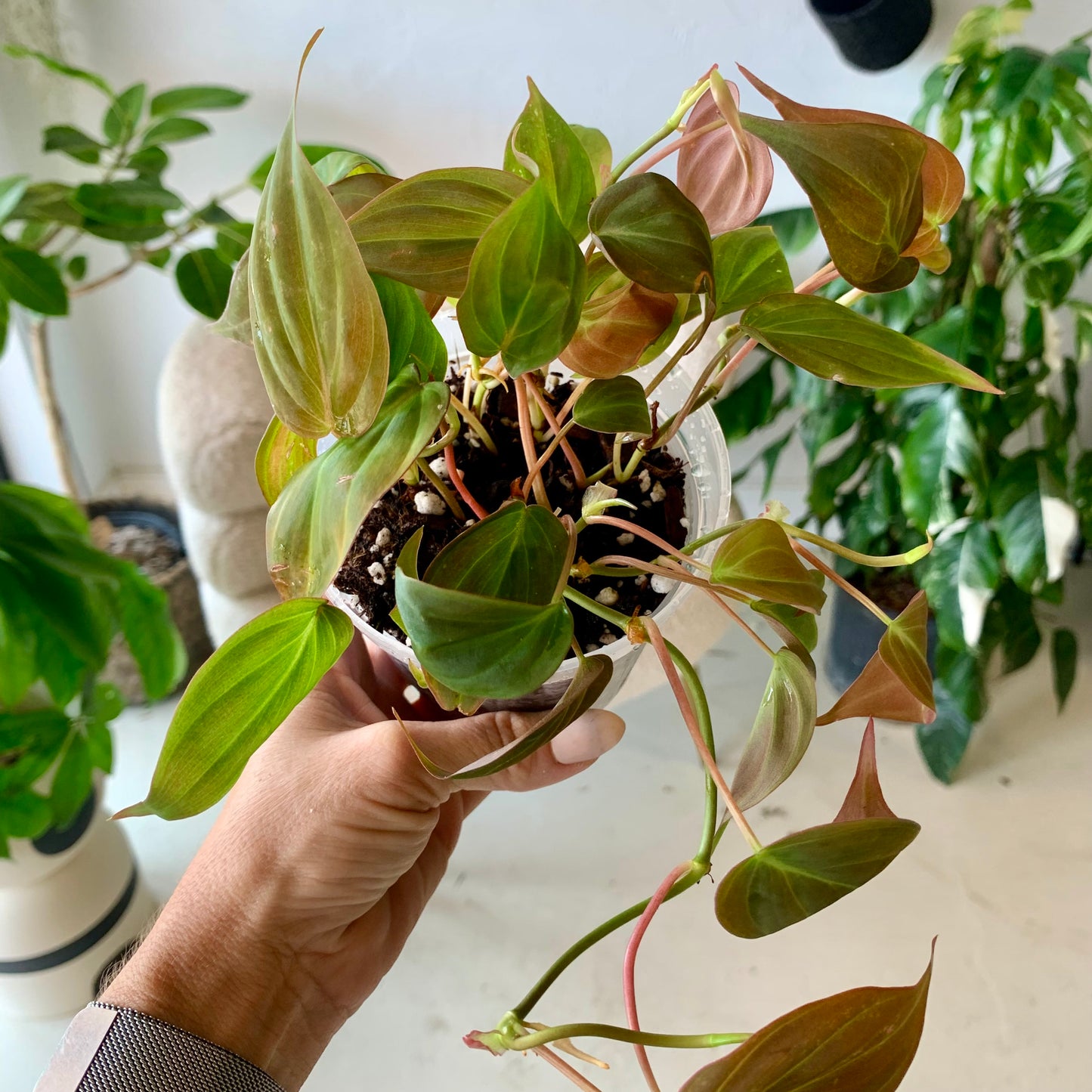 Philodendron Micans | Velvet Leaf