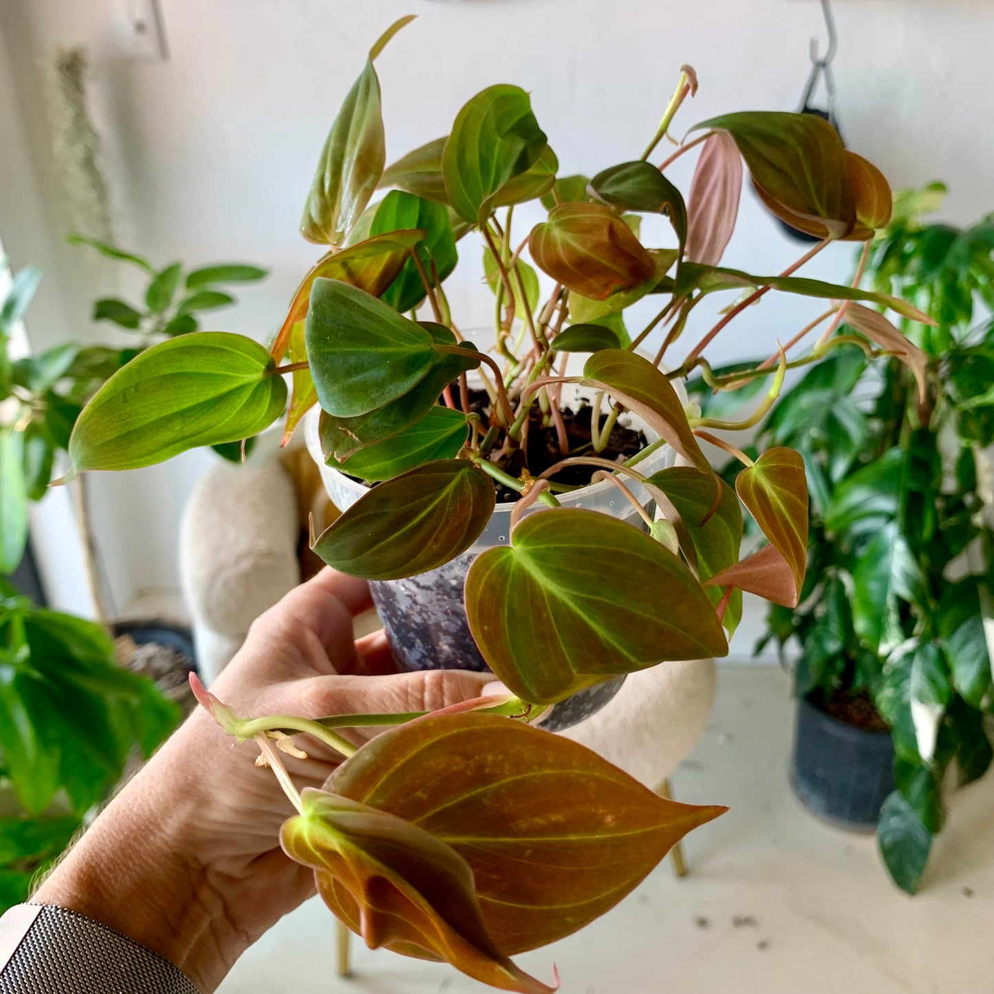 Philodendron Micans | Velvet Leaf