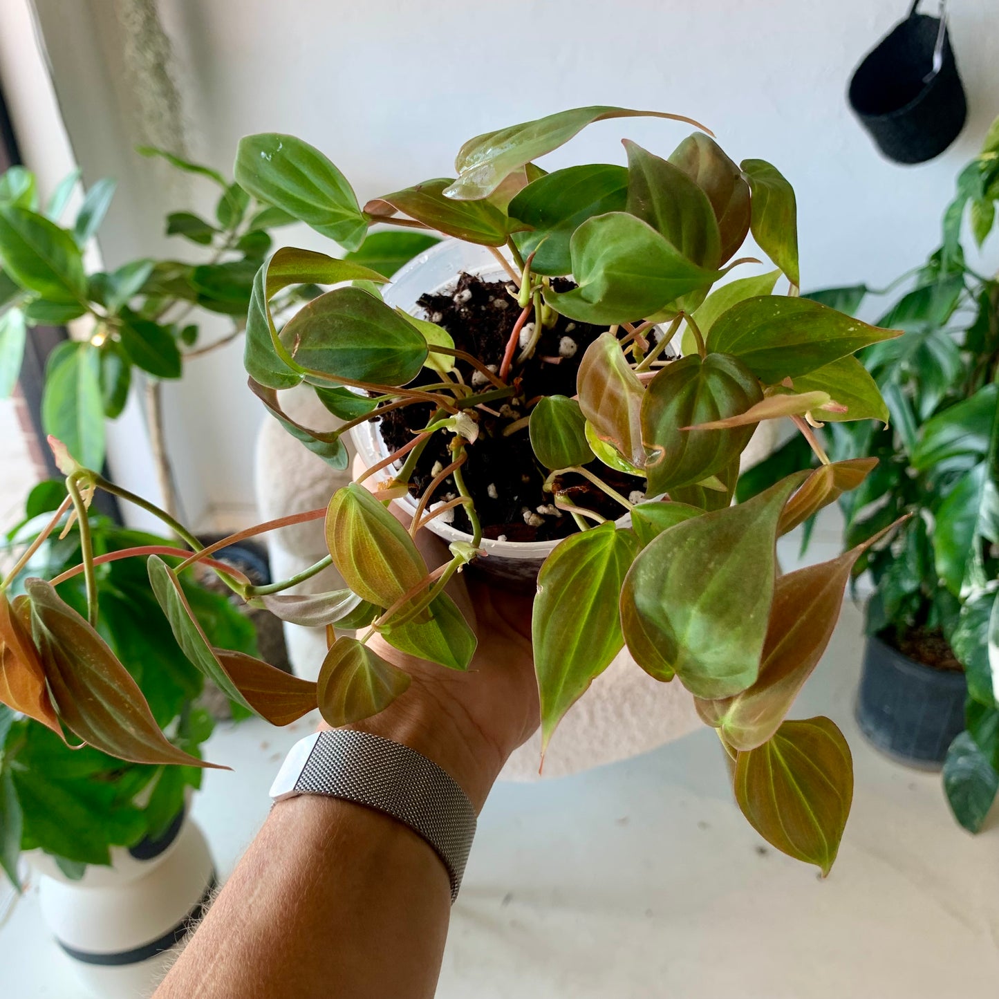 Philodendron Micans | Velvet Leaf