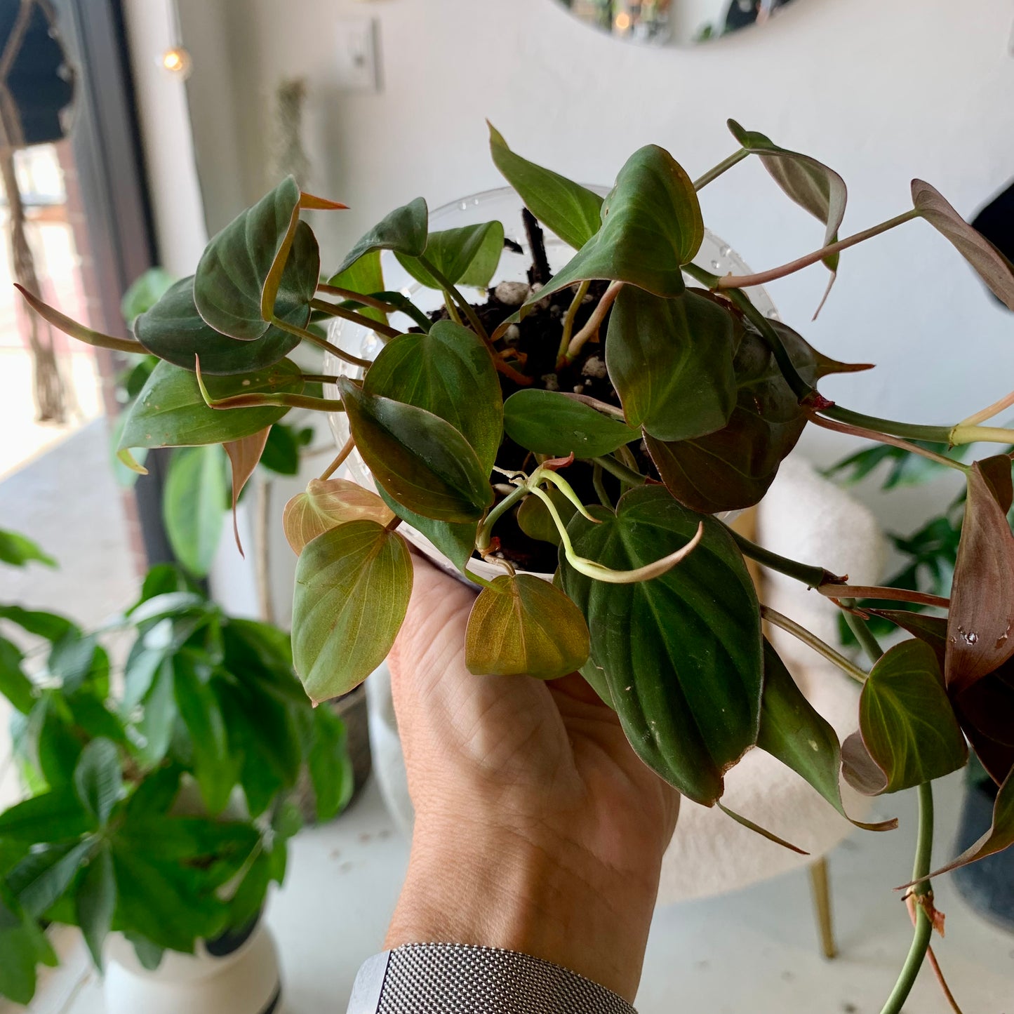 Philodendron Micans | Velvet Leaf