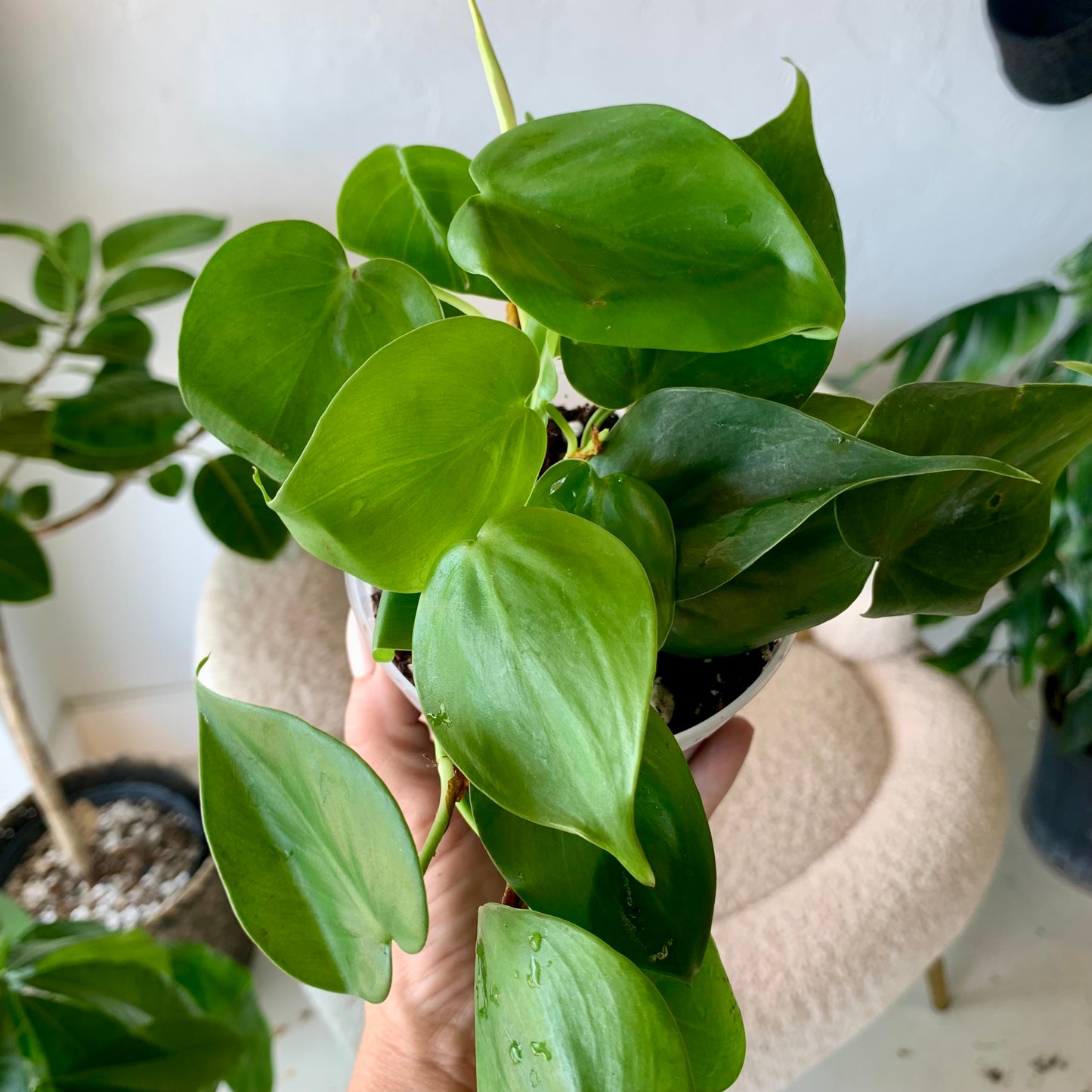 Heart Leaf Philodendron