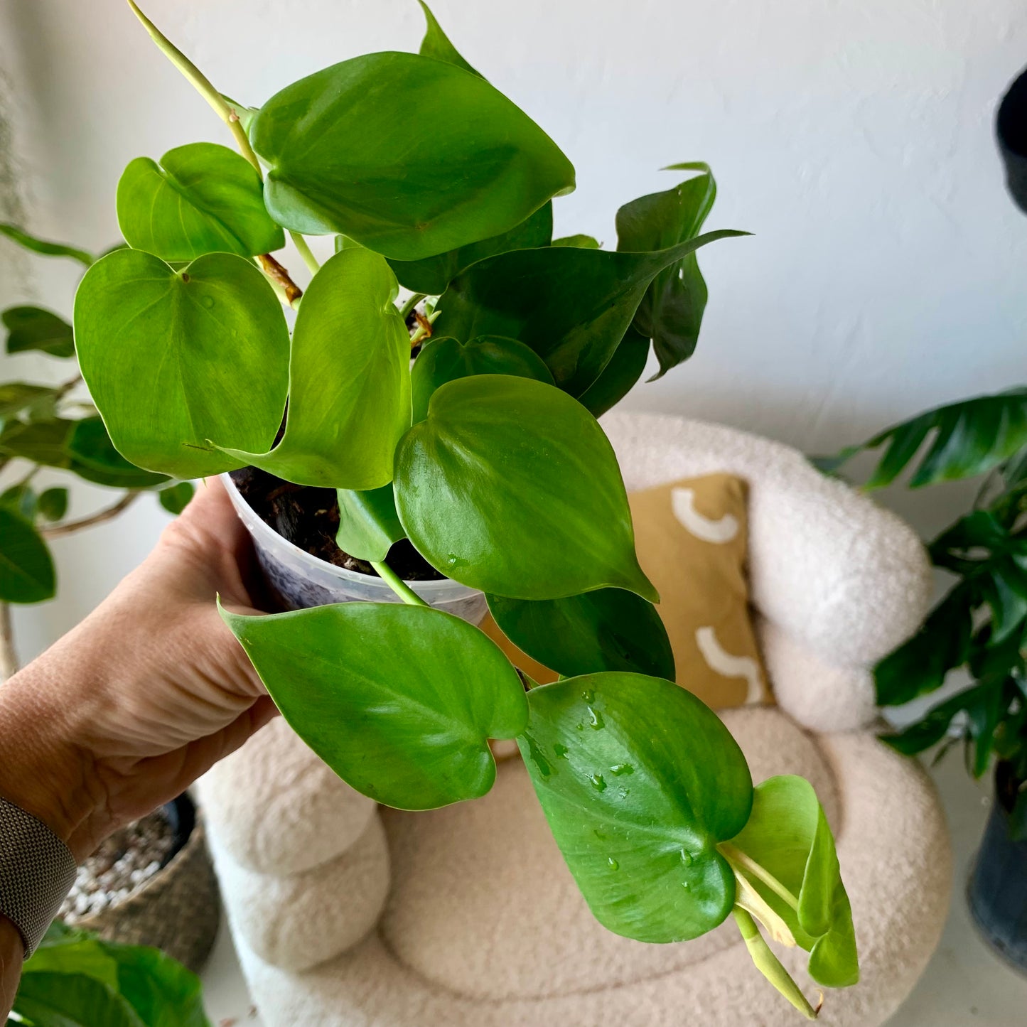 Heart Leaf Philodendron