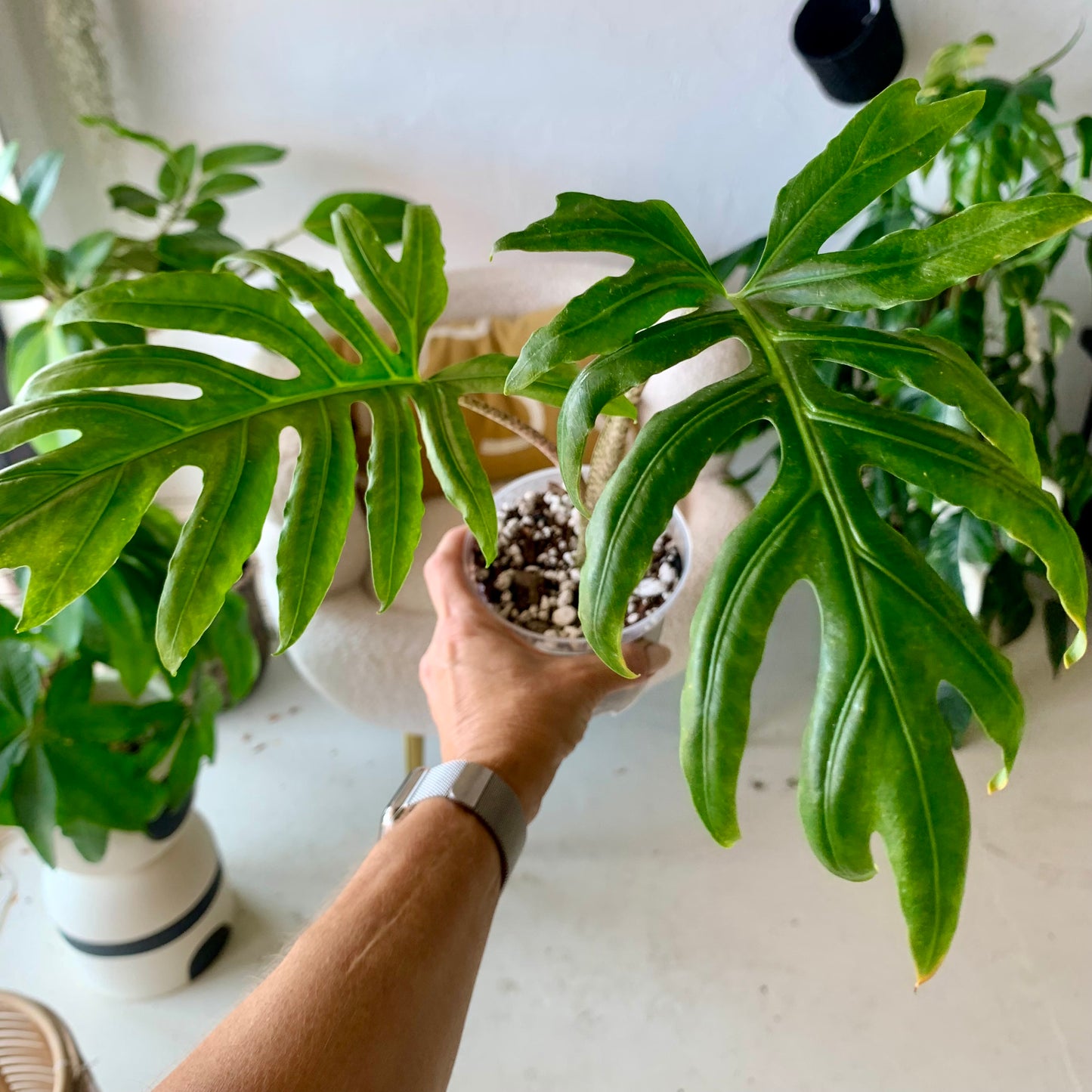 Alocasia Brancofolia