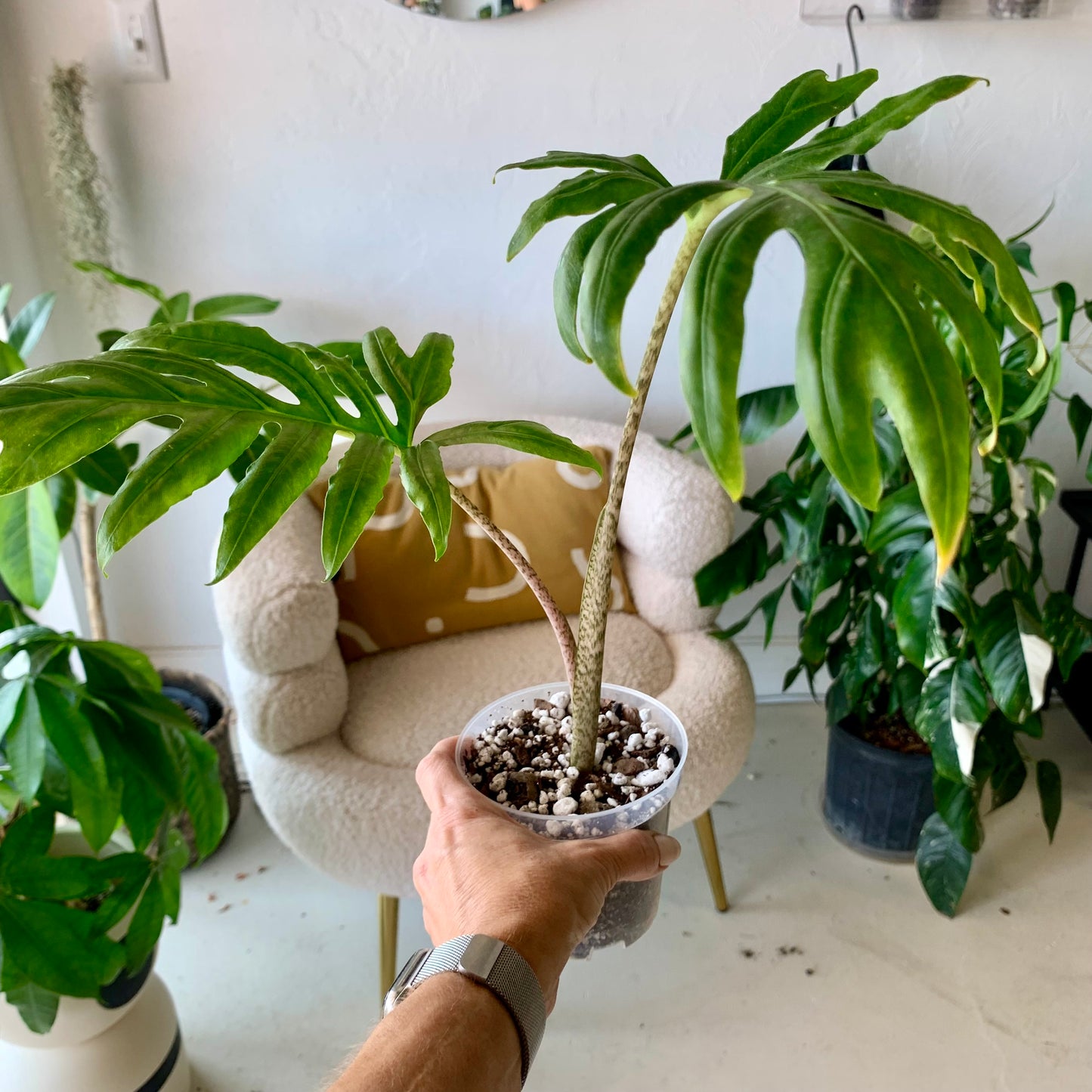 Alocasia Brancofolia