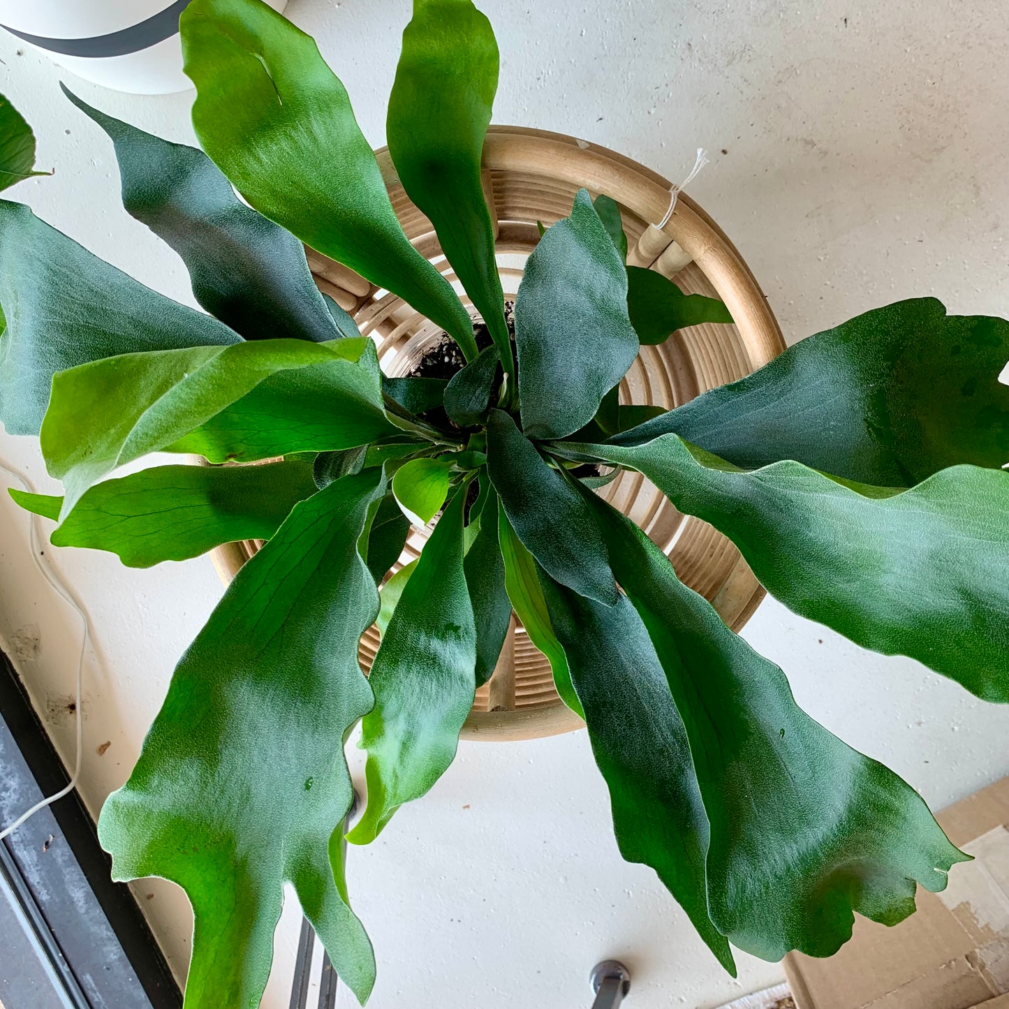 Staghorn Fern