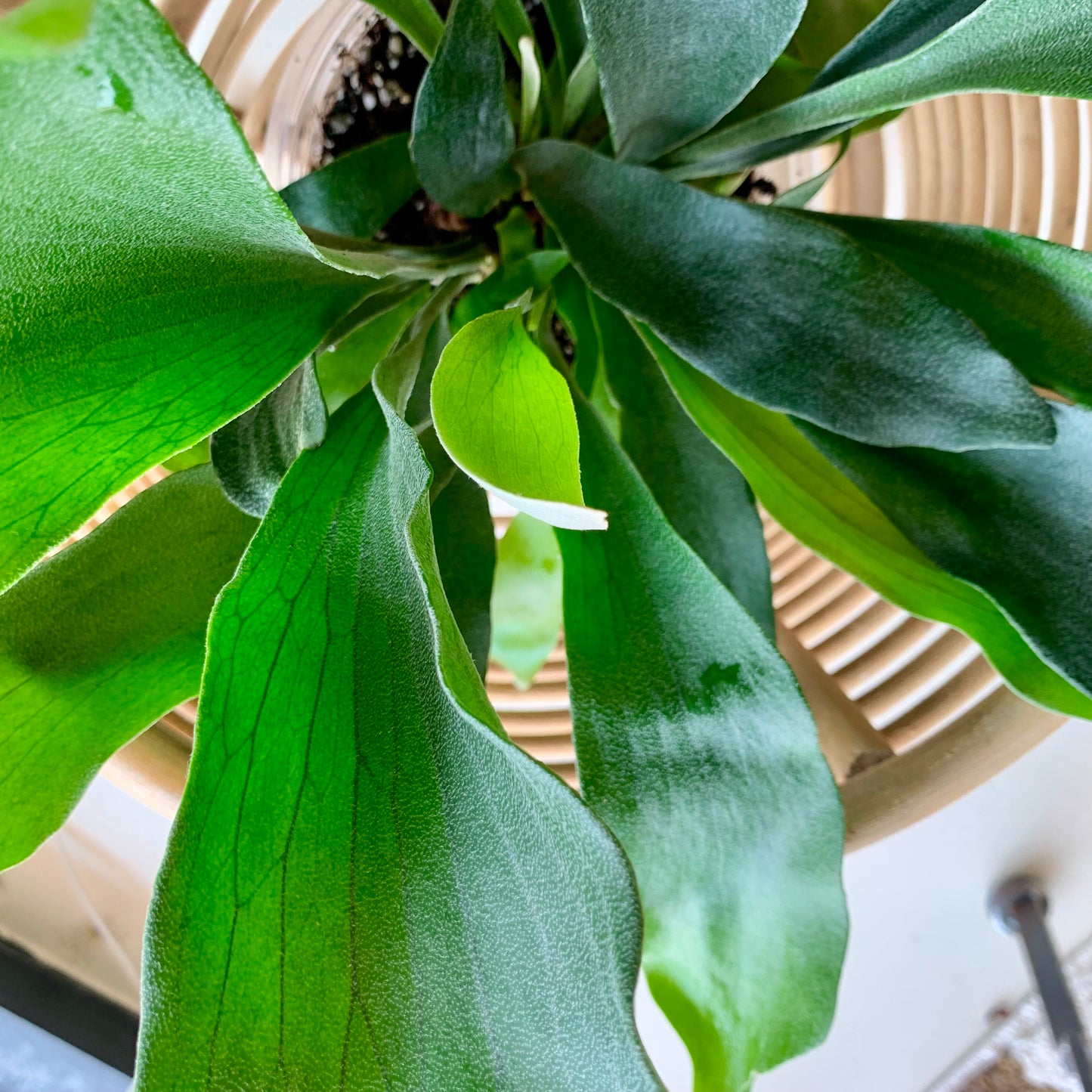 Staghorn Fern