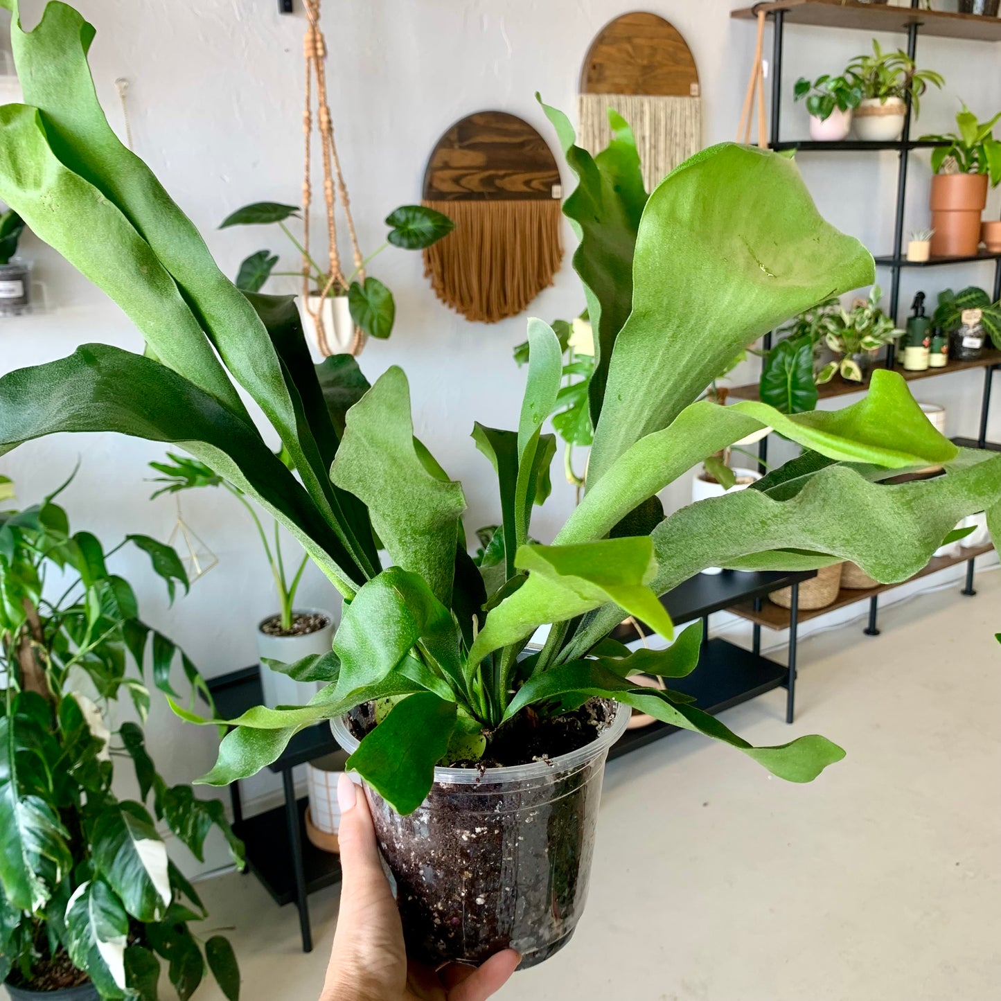 Staghorn Fern