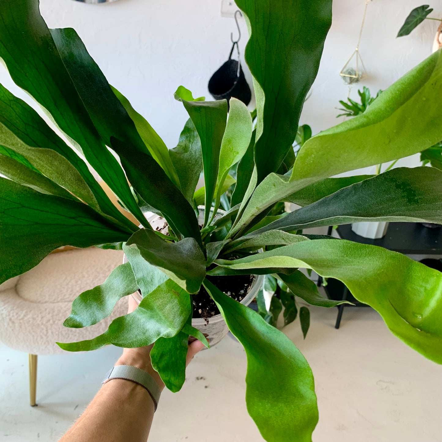 Staghorn Fern