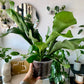 Staghorn Fern