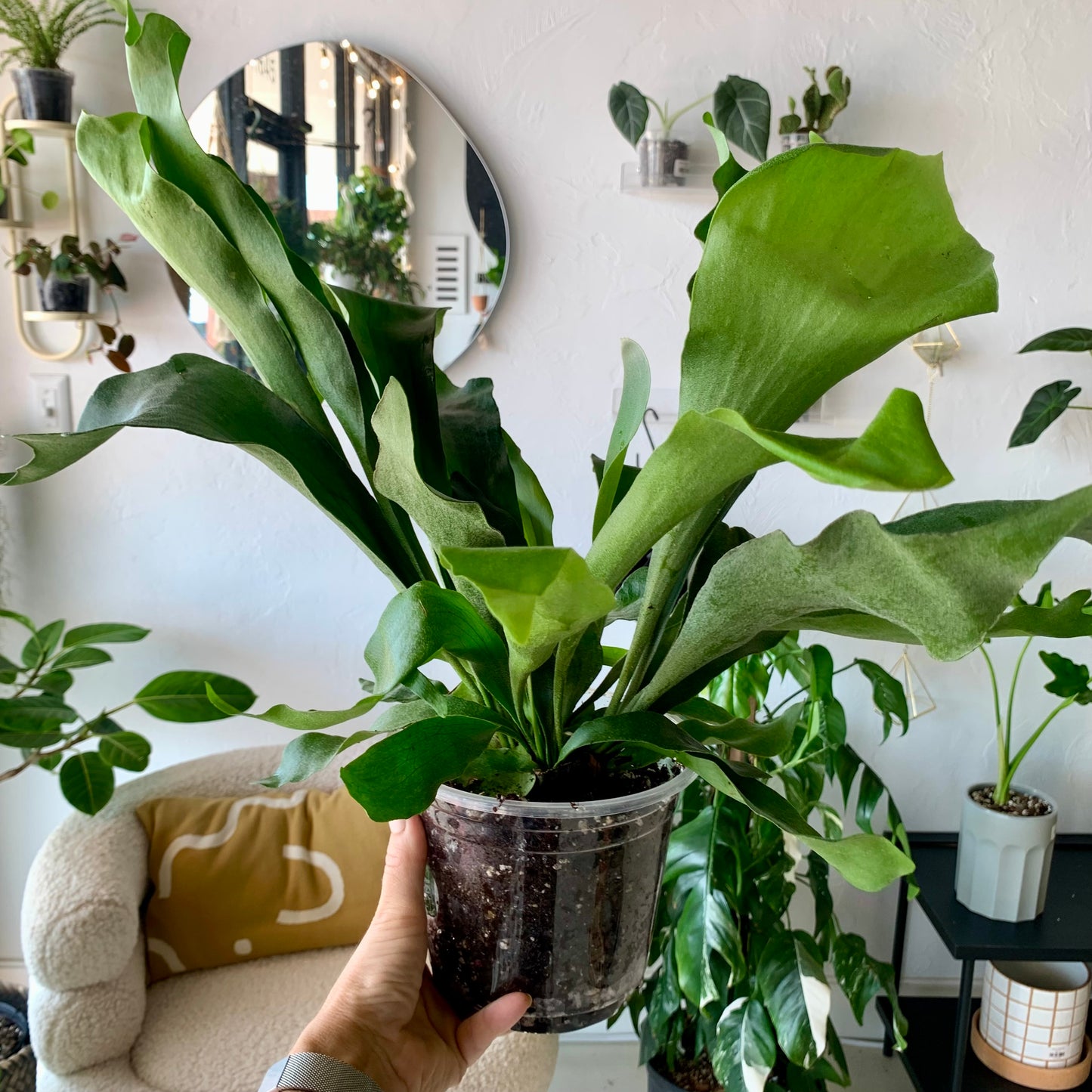 Staghorn Fern