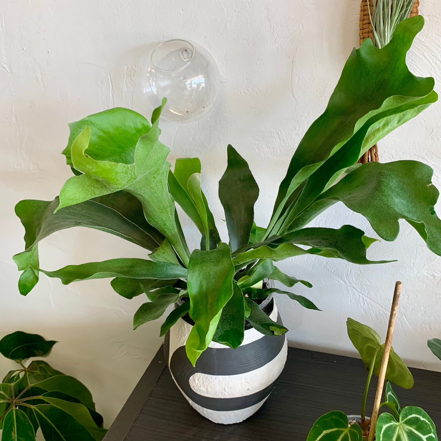 Staghorn Fern