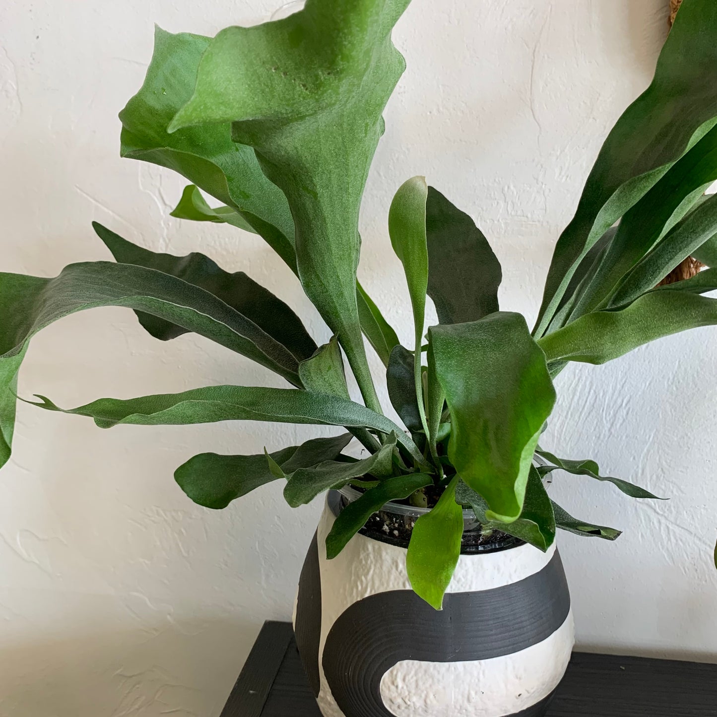 Staghorn Fern