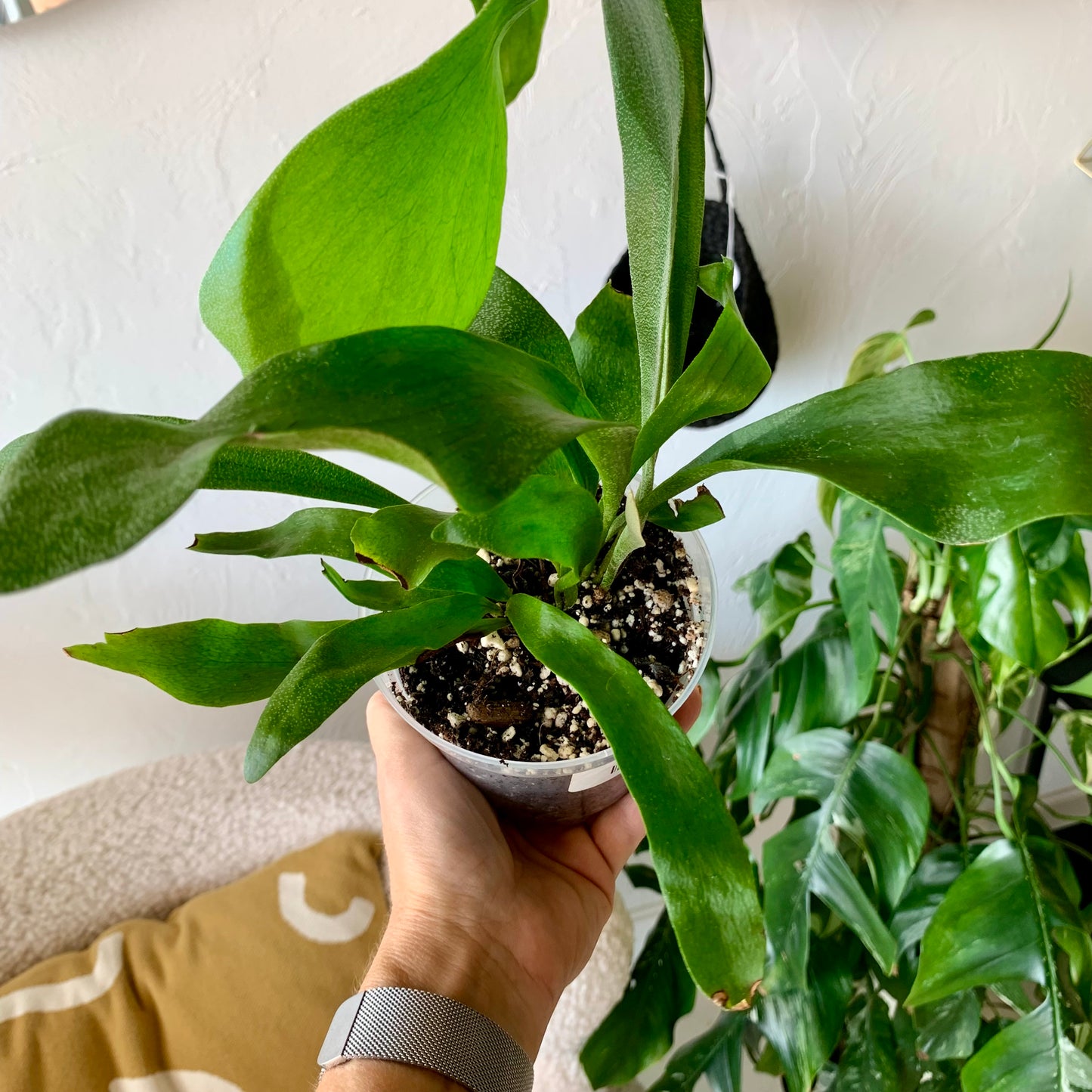 Staghorn Fern