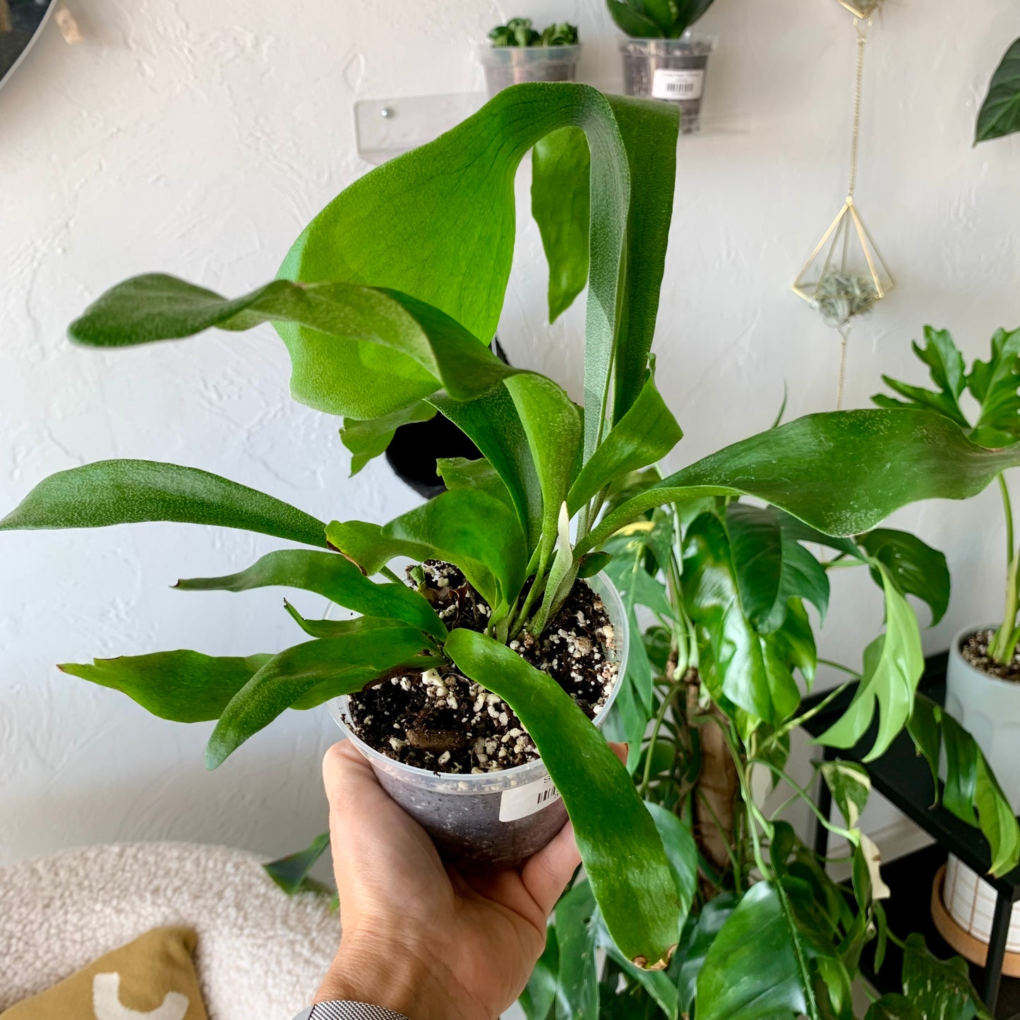 Staghorn Fern