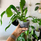 Staghorn Fern