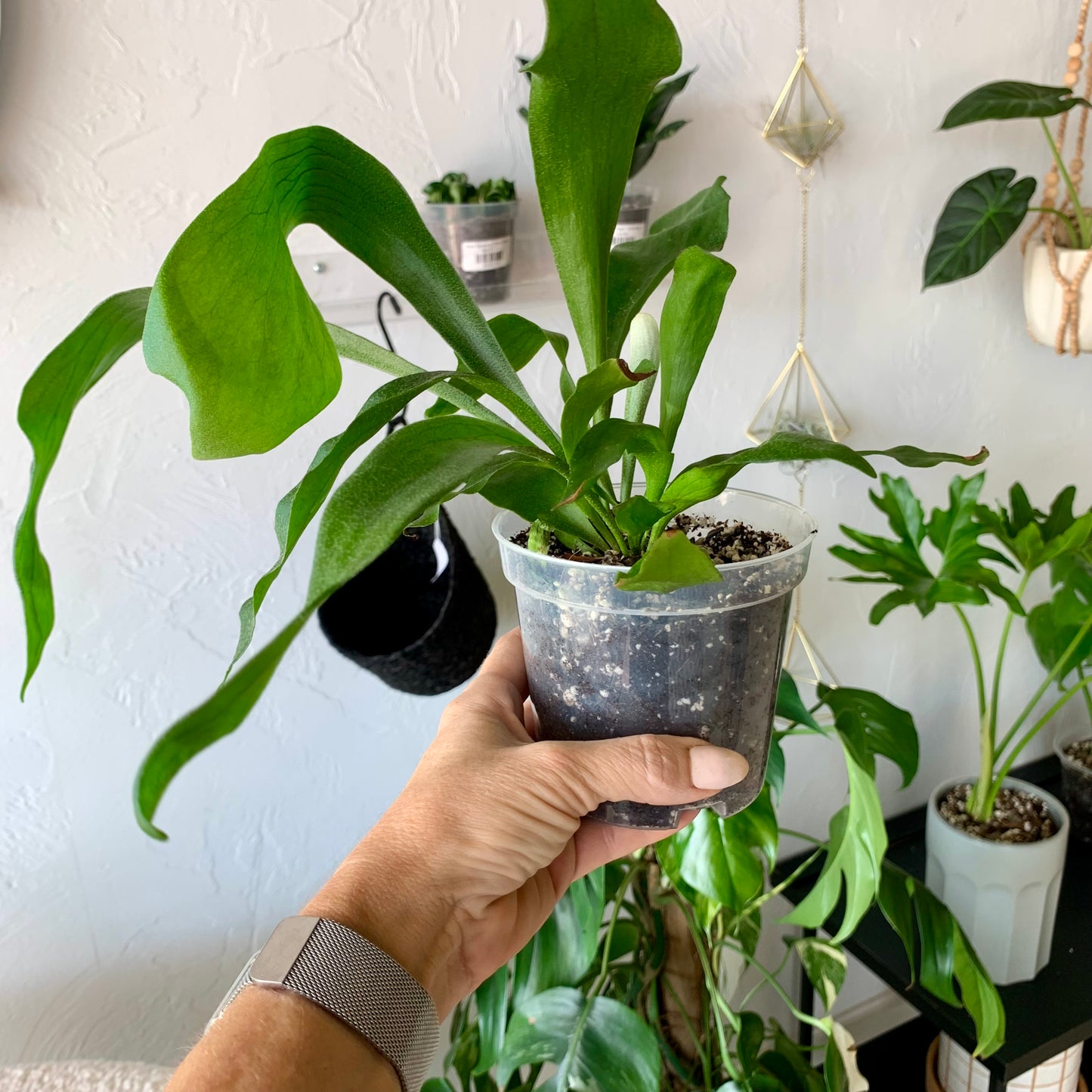 Staghorn Fern