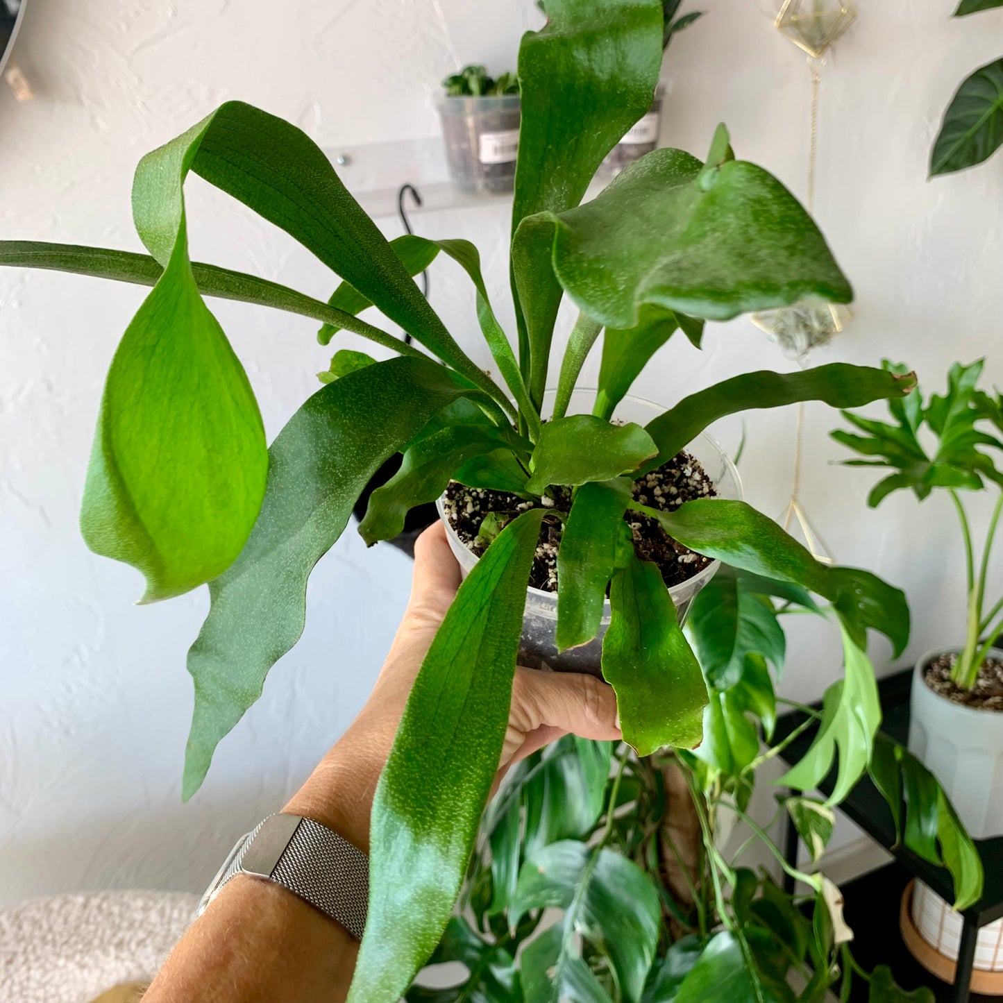 Staghorn Fern