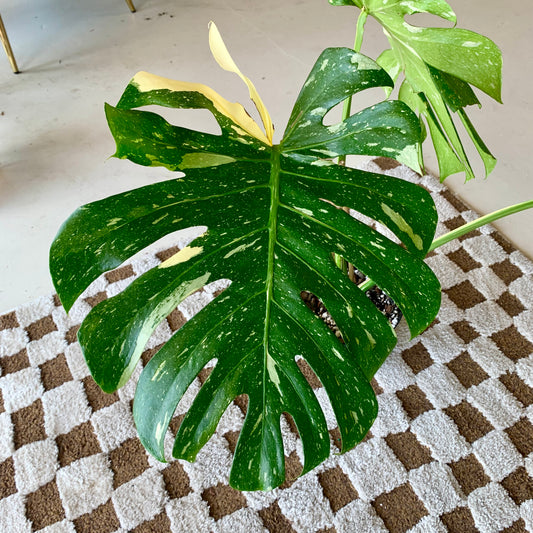 Monstera Thai Constellation