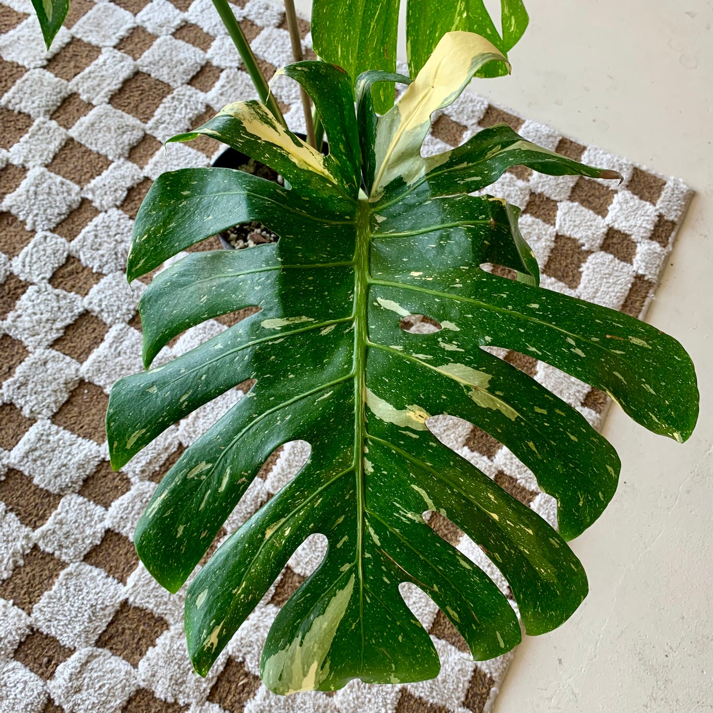 Monstera Thai Constellation