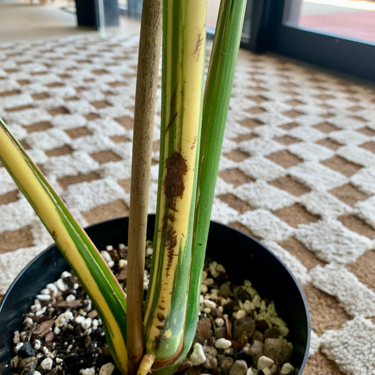 Monstera Thai Constellation