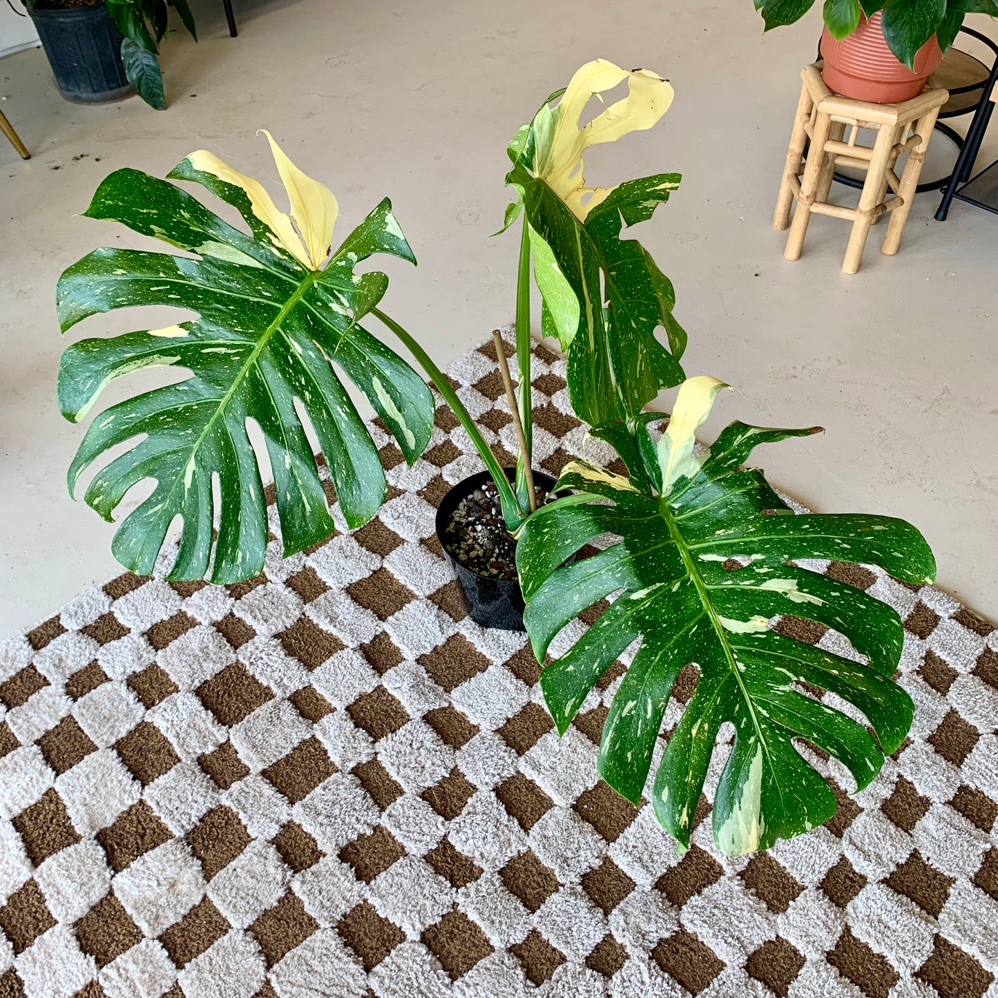 Monstera Thai Constellation