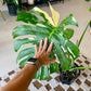 Monstera Thai Constellation
