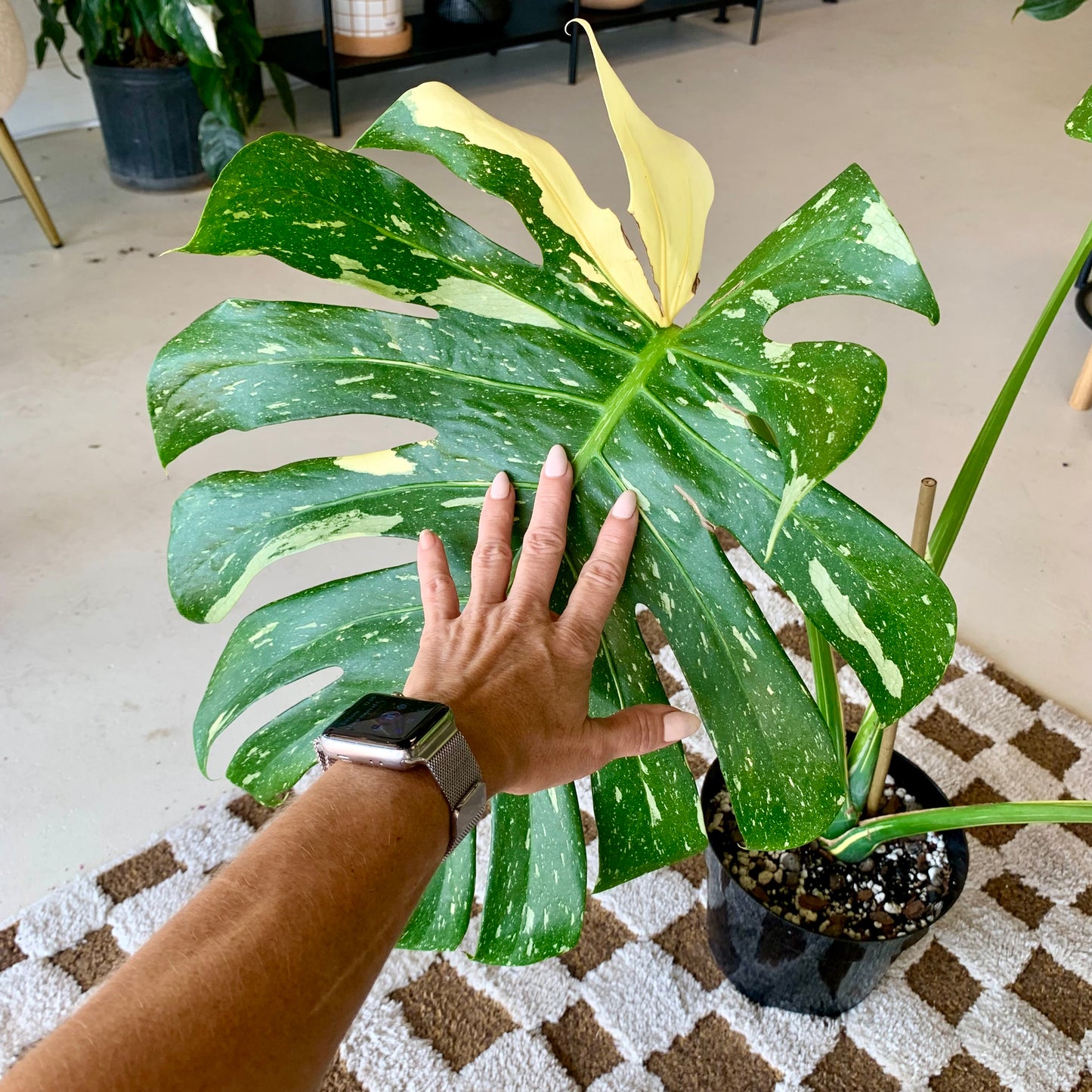 Monstera Thai Constellation