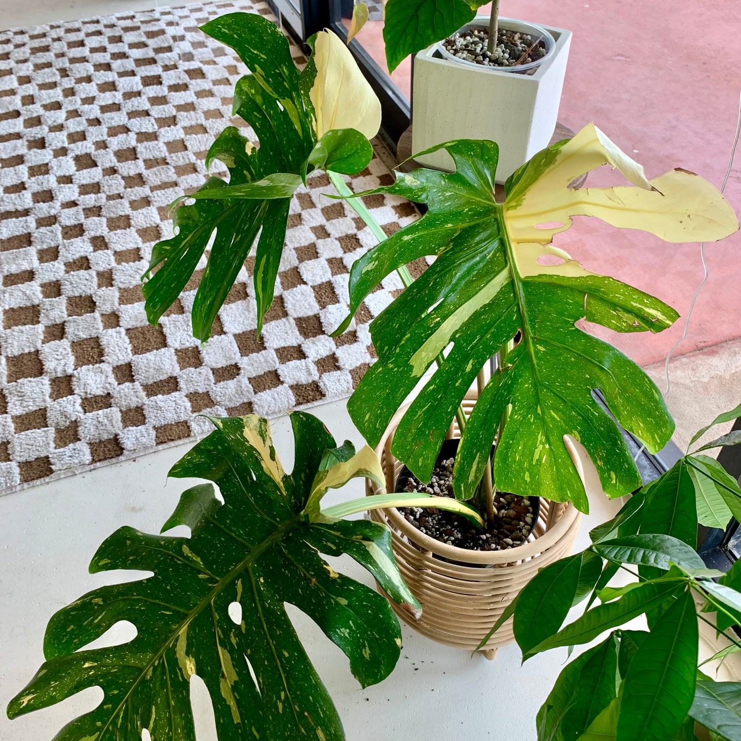 Monstera Thai Constellation