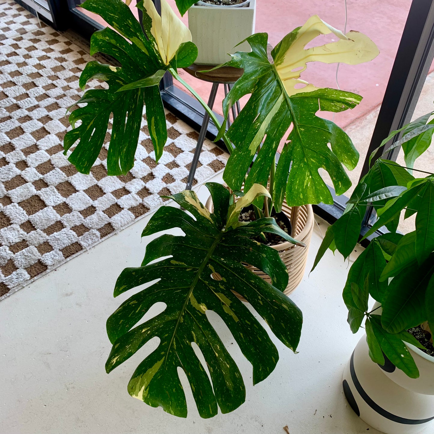 Monstera Thai Constellation