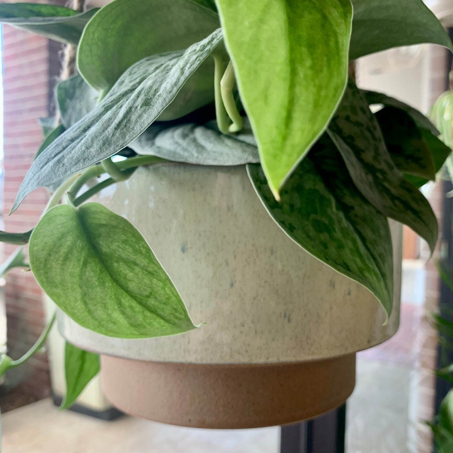 Speckled Hanging Planter