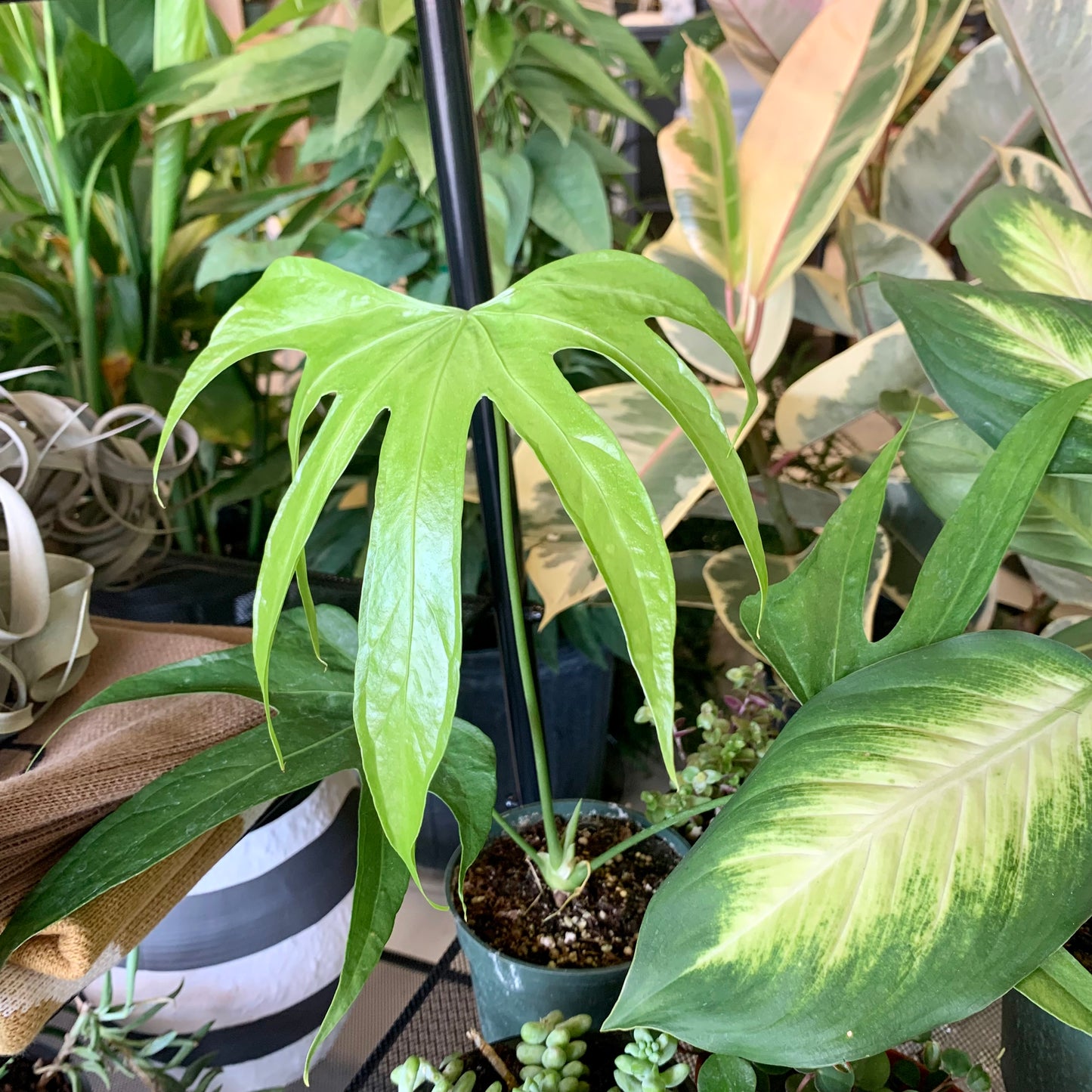 Anthurium Fingers