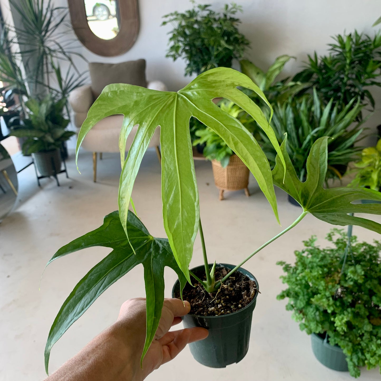 Anthurium Fingers