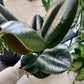 Burgundy Ficus Elastic "Rubber Tree"