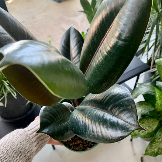 Burgundy Ficus Elastic "Rubber Tree"