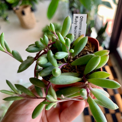 Ruby Necklace Succulent